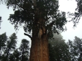 Sequoia NP